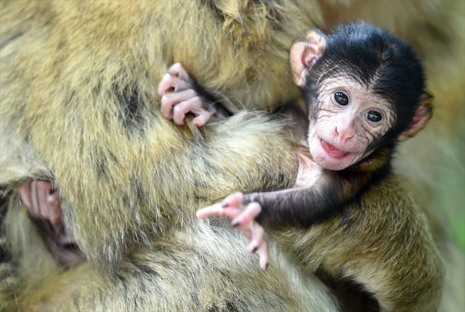 Ένα νεογέννητος πίθηκος Βαρβαρίας αγκαλιάζει τη μητέρα του στο ζωολογικό κήπο στο Σάλεμ, στην περιοχή Μπάντεν Βούρτεμπεργκ, στη νότια Γερμανία. Το τεσσάρων ημερών πιθηκάκι είναι το πρώτο νεογέννητο της χρονιάς στη Γερμανία.